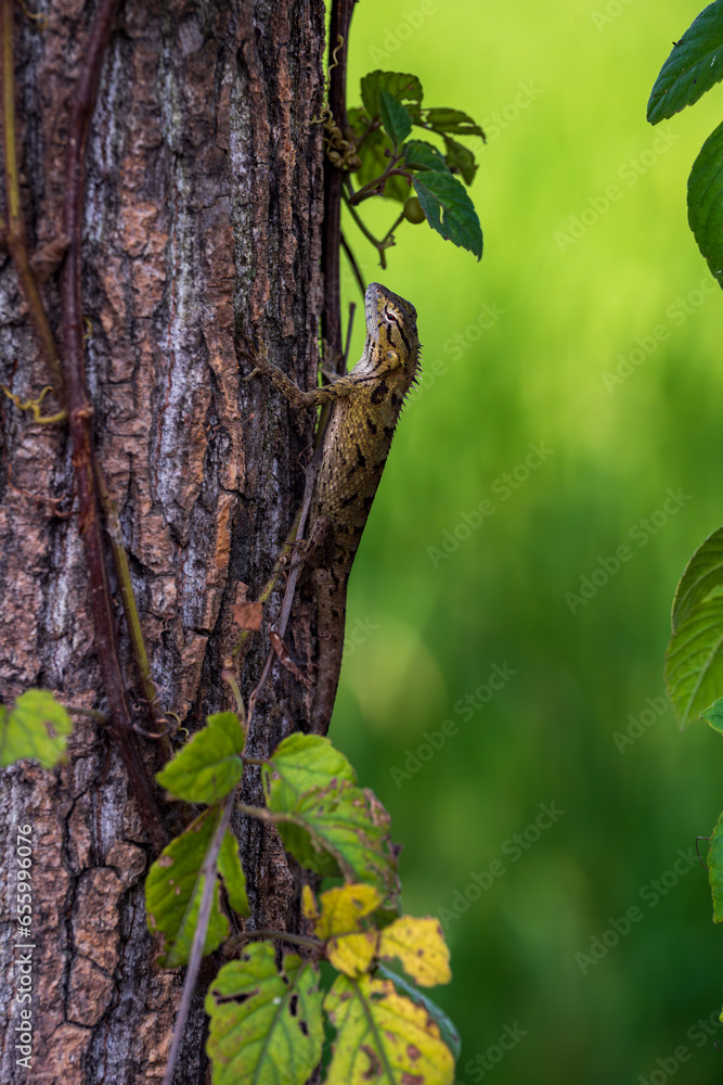Fototapeta premium garden lizard on a tree 