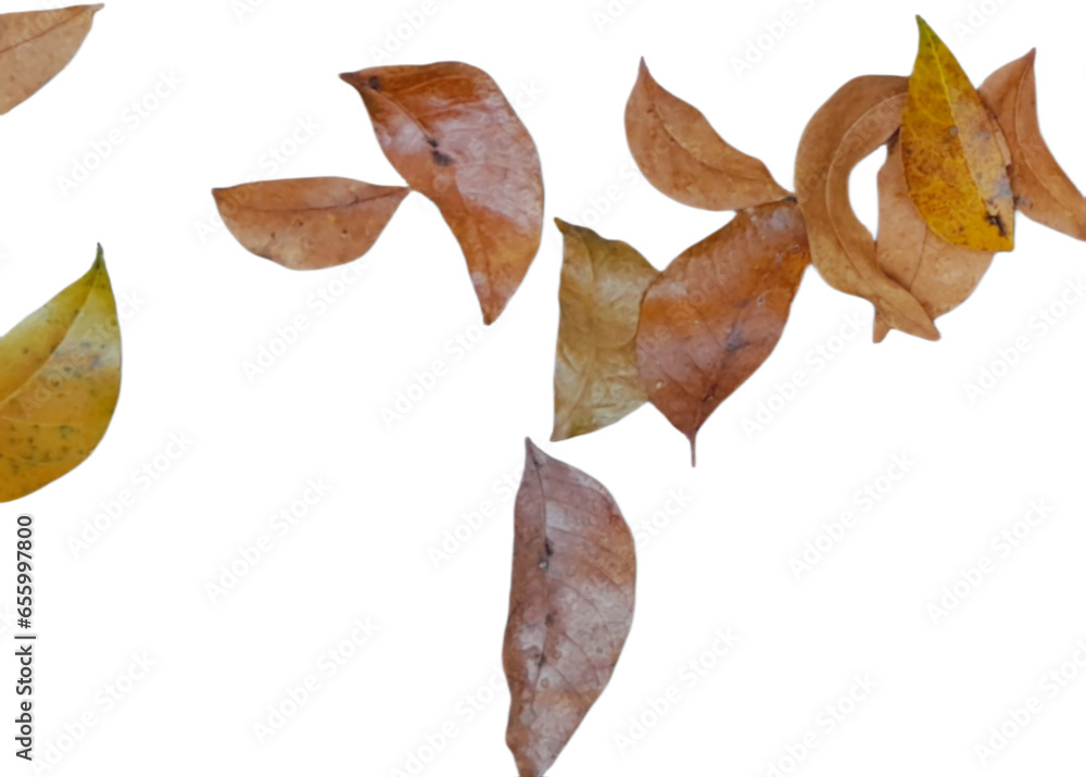 Fototapeta premium leaves