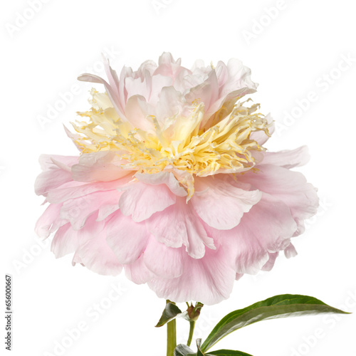 Beautiful delicate pink with yellow peony flower isolated on white background.
