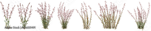 Set of Oenothera lindheimeri flower or Pink gaura with isolated on transparent background. PNG file, 3D rendering illustration, Clip art and cut out photo