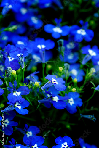 Closeup of little blue flowers © Kate Pasechnik