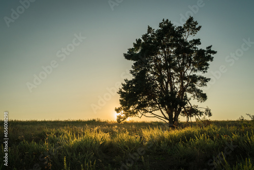 Beautiful evening sunset landscape view of a lonely pine tree and a setting sun shining through the branches. The grass shines in the backlight.