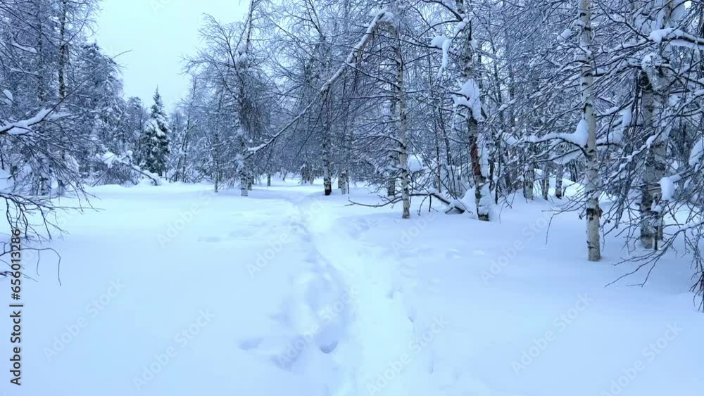 Frozen snow-covered winter forest, deeply covered with snow in sunlight. Forest in the snow. Snowy winter. Trees in the snow on the way to the Stone City. Russia. Perm Region. 4K Frozen snow-covered winter forest, deeply covered with snow in sunlight. Forest in the snow. Snowy winter. Trees in the snow on the way to the Stone City. Russia. Perm Region. 4K
