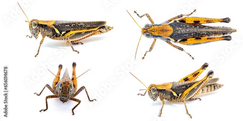 Keelers Spur throat Grasshopper - Melanoplus keeleri - a widespread grasshopper found across much of the United States. Dark morph with orange coloring Isolated on white background four views photo