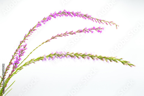 Fototapeta Naklejka Na Ścianę i Meble -  clusterleaf blazing star - Liatris laevigata - species of flowering plant in the family Asteraceae, native to the U.S. states of Georgia and Florida found mainly in sand. Isolated on white background