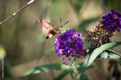 The broad-bordered bee hawkmoth in full flight to extract the nectar from the flower of the butterfly bush
