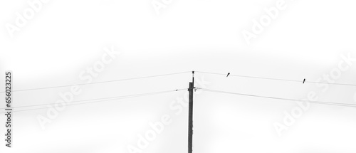 birds sit on the wires of power lines