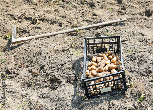 box full of harvested potatoes and a hoe abandoned in the garden by the Farmer photo