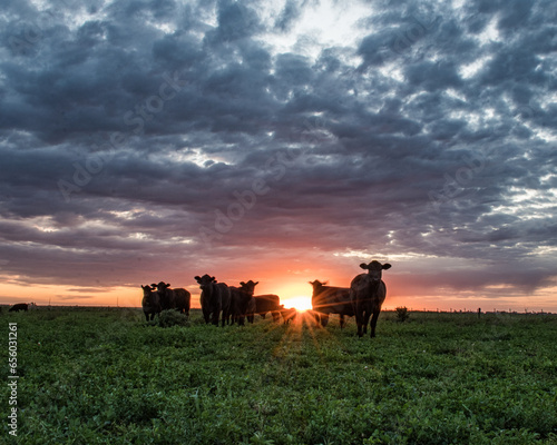 Vacas Brangus en el campo con un atardecer impresionante