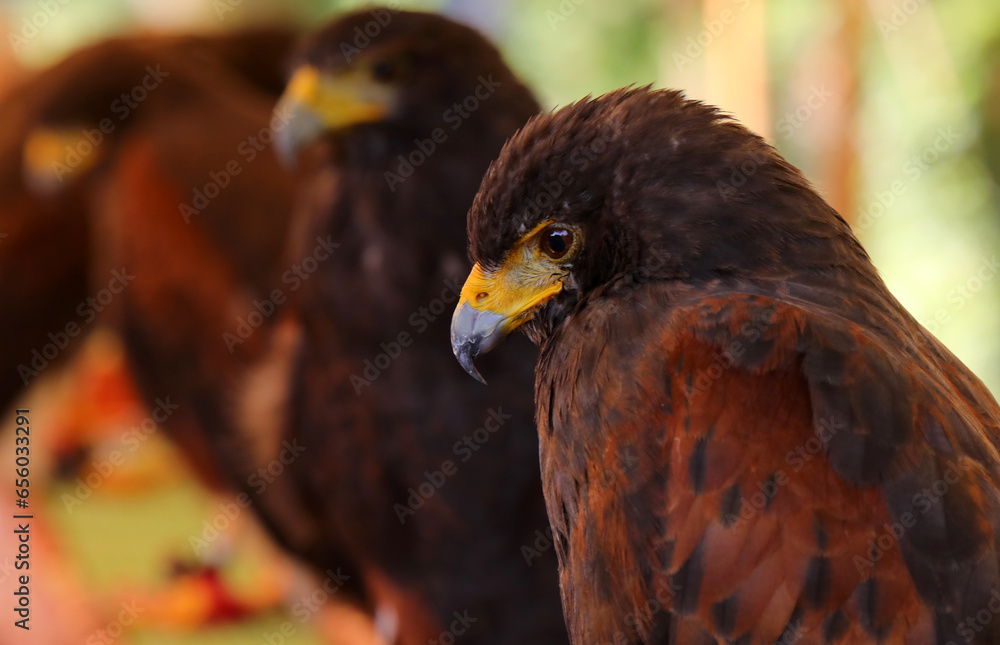 birds of prey of the Harris buzzard species with powerful hooked beaks birds of prey of the Harris buzzard species with powerful hooked beaks
