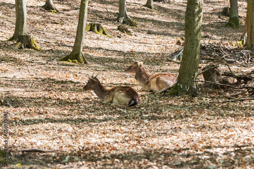 Fototapeta Naklejka Na Ścianę i Meble -  Fallow Deer - Dama dama lies on the ground in the leaves among the trees.