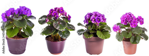 Large house african violets plant in modern pot or vase isolated on transparent background generative ai