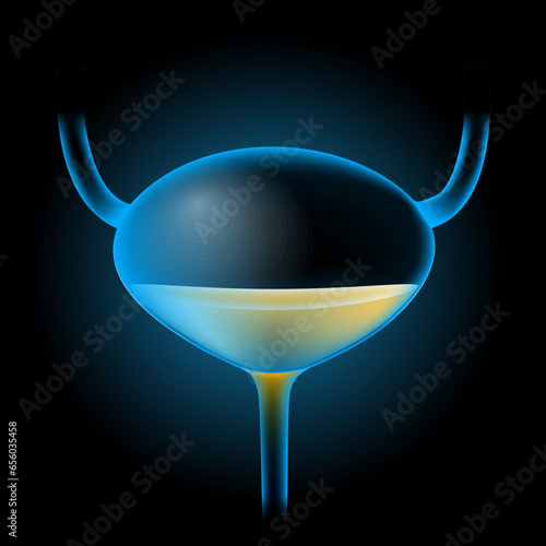 Bladder with urine.