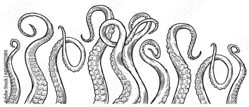 Tentacles of octopus, hand drawn collection of illustrations. Black and white engraving style drawings. Tentacle straight and with rings in different angles.	 photo