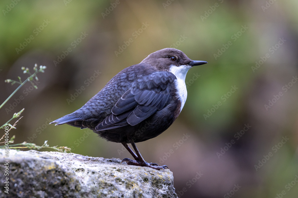 Wasseramsel Jungvogel Wasseramsel Jungvogel