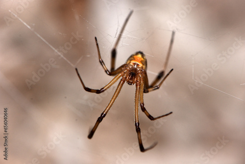Closeup of the Brown Widow or House Button spider, Latrodectus geometricus (Araneae: Theridiidae), a medically important and invasive species photographed in its biotope on Cyprus.