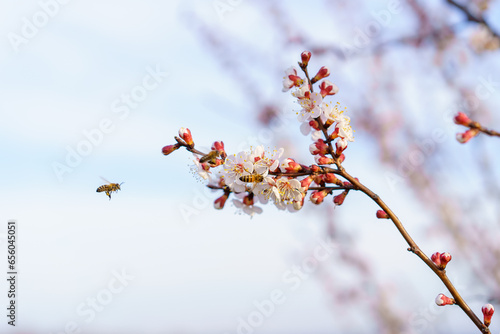 A bee on a fruit tree flower pollinates in early spring. Spring background with copy space