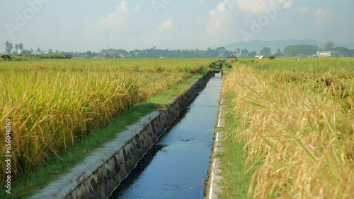 A view of a rice field irrigation ditch with running water in rural Indonesia. The sky is clear and many of the rice paddies are yellow, full, and bowed.  photo