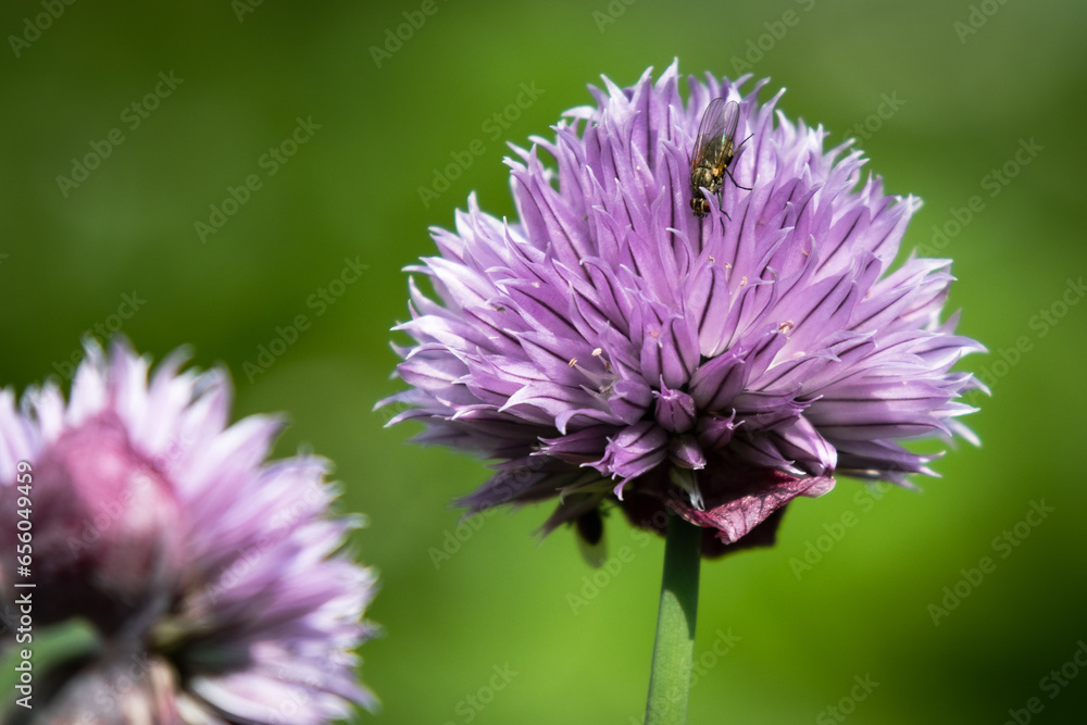 Obraz premium close up of a flower with fly