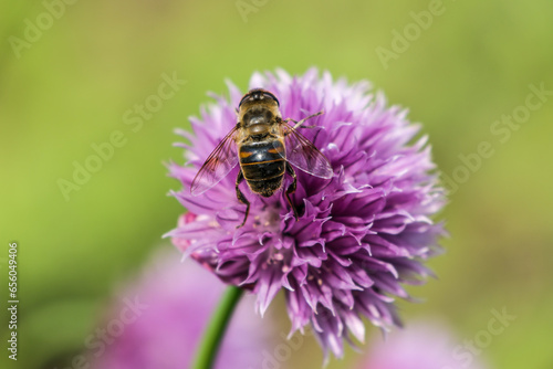 bee on a flower © Milan