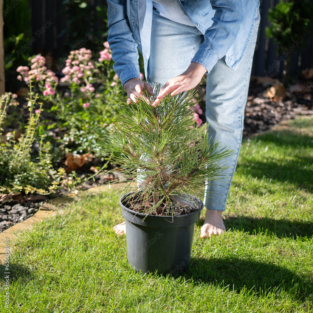 Fototapeta premium a woman takes care of a plant