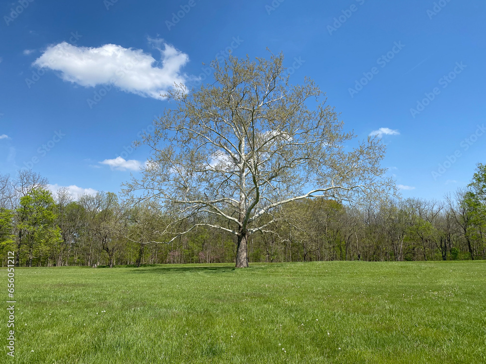 White oak tree in spring at Hopewell Culture National Historical Park in Ohio. 