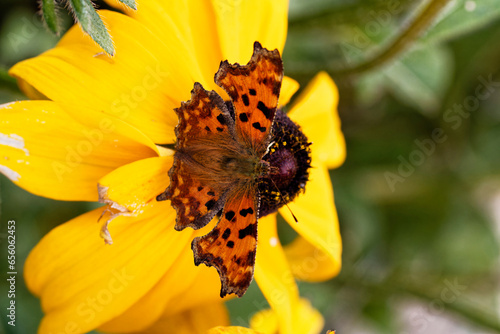 Butterfly on a flower during a warm October day at the beginning of Autumn