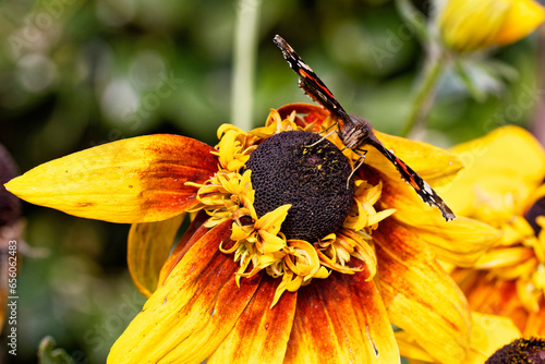 Butterfly on a flower during a warm October day at the beginning of Autumn