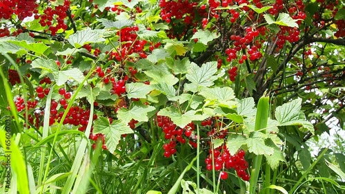 The redcurrant or red currant Ribes rubrum is a member of the genus Ribes in the gooseberry family. Tart flavor. High content of organic acids and mixed polyphenols. Bush with ripe currants close-up photo