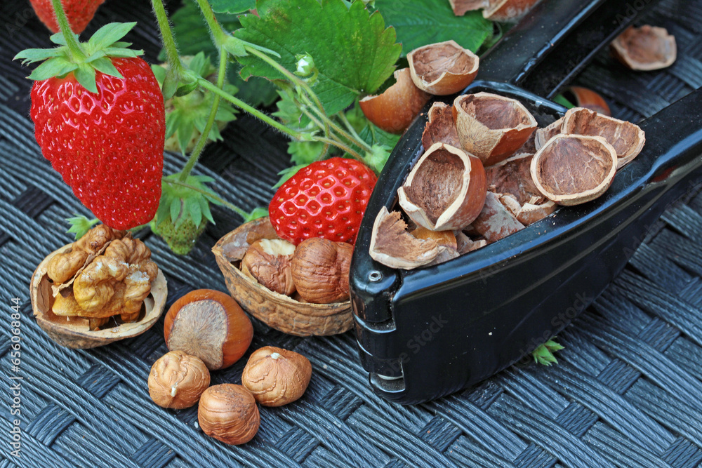 (Gathering nut fruit) Collect hazelnuts, strawberries and walnuts in october (Gathering nut fruit) Collect hazelnuts, strawberries and walnuts in october