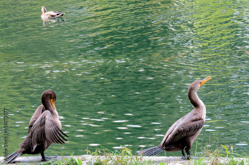 Cormorants and duck in the park