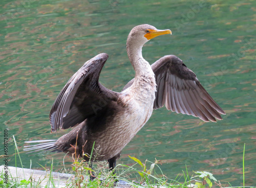 Cormorant drying its wings