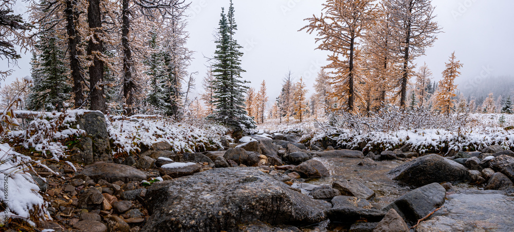Banff mountain snow larch 18 Banff mountain snow larch 18