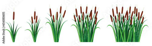 Set of reed plants in cartoon style. Vector illustration of various beautiful reeds with stems and green leaves isolated on white background. Pond, river, swamp plants. Landscape elements.