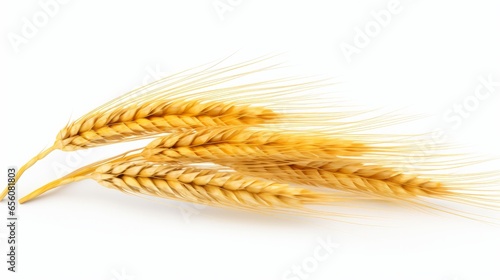 Three stalks of wheat on a white background