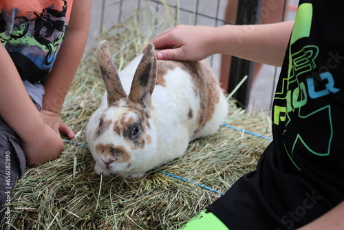 Rabbit (bunny) at petting zoo