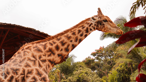 Photography giraffe in the zoo in brazil
