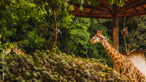 Fotografie Girafa se alimentando em uma árvore na savana africana, mostrando seu longo pescoço e postura elegante