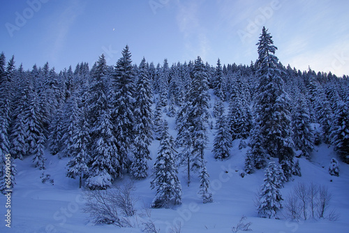 winter forest with snow landscape with snow and trees in the mountains © Gerald Sturm