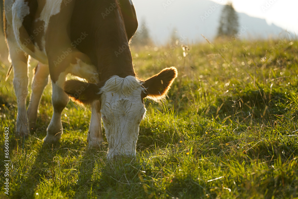 cow in the field grazing in beautiful sunlight in the mountains - obrazy, fototapety, plakaty 