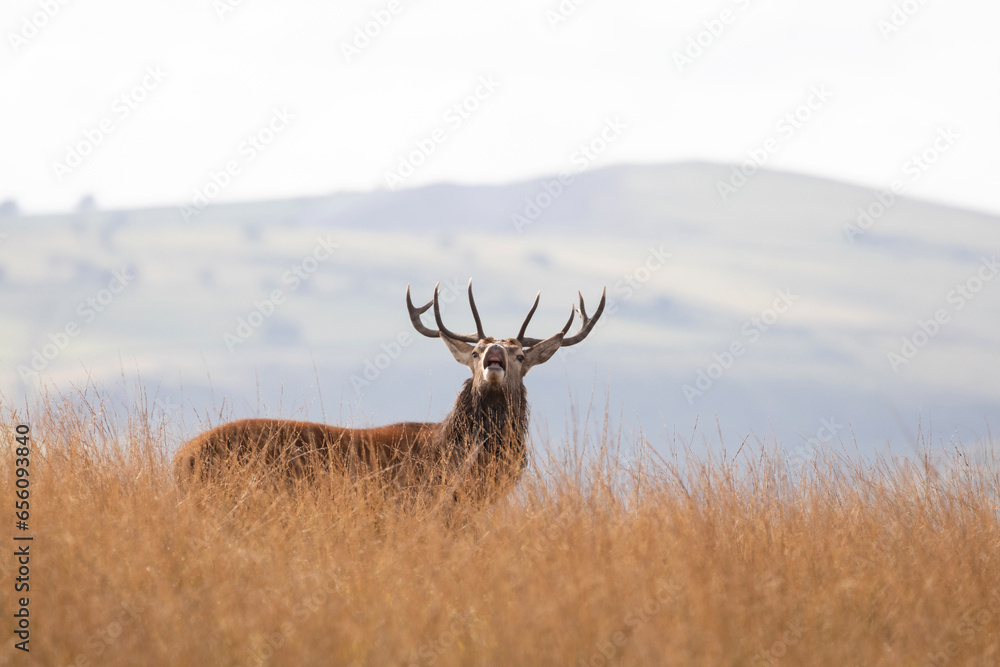 Naklejka premium A Red deer stag bellowing loudly during the rut season in the Peak District, England.