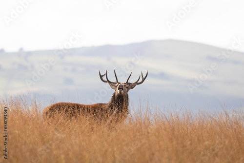 A Red deer stag bellowing loudly during the rut season in the Peak District  England.