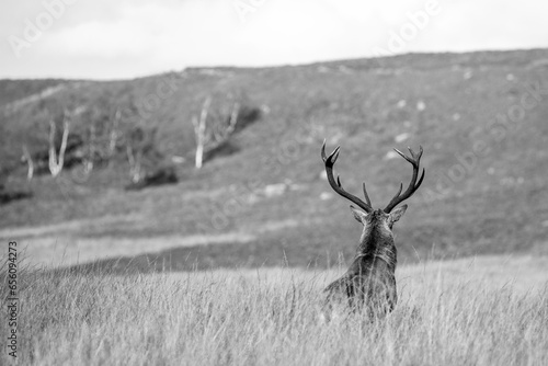 Black and white image of a majestic stag gazing across a valley in the Peak District, England. © Migara