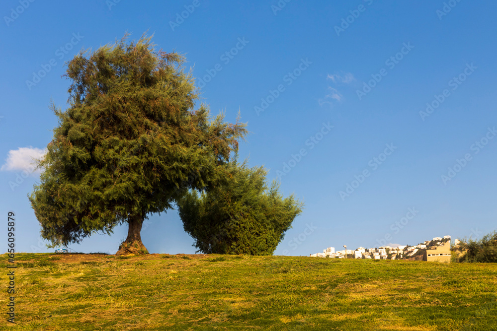 Tamarix ramosissima clipped into a ball on a hill near the Mediterranean Sea against a blue sky. Tamarix ramosissima clipped into a ball on a hill near the Mediterranean Sea against a blue sky.