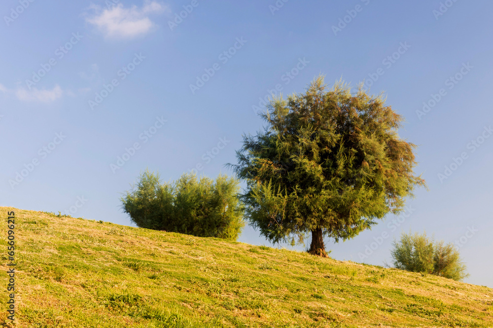 Tamarix ramosissima clipped into a ball on a hill near the Mediterranean Sea against a blue sky. Tamarix ramosissima clipped into a ball on a hill near the Mediterranean Sea against a blue sky.