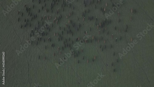 see the cows from above. In a top-down shot. Hundreds of vacations in the Argentine pampas