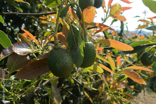 Huerta de aguacate