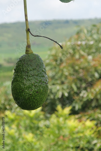Huerta de aguacate