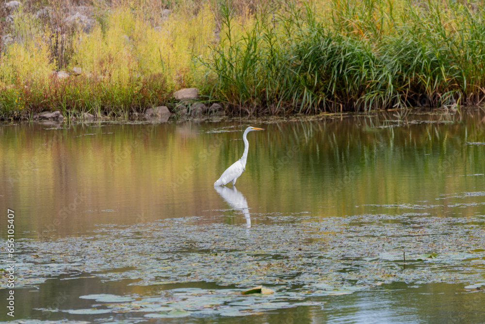 Fototapeta premium A Great Egret On The Local Pond In Summer In Wisconsin