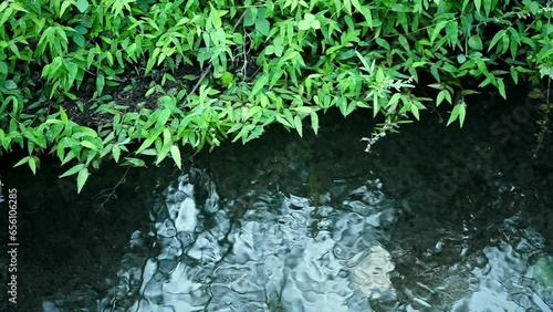 green moss on the wall